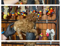Burkemden safkan poodle bebeklerimiz