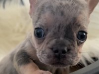 Ev bakımı french bulldog yavrularım
