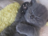 British shorthair