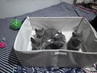 Safkan Russian Blue yavrular rezerveye açık