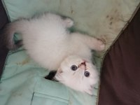 Şecereli anne ve baba scottish fold blue point beyaz