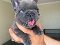En güzel blue fransız bulldog kız
