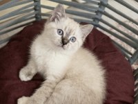 Lynx Point Dişi British Shorthair