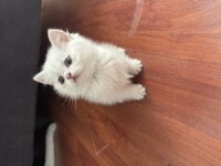 British Shorthair Silver