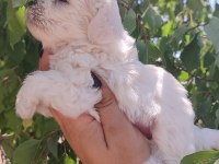 Minimal Kar Topu Maltese Bebekler