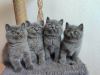 Peluş gibi british shorthair yavrularımız