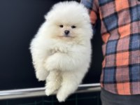 Tea cup sçr li pomeranian yavrular petmode den