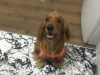 Cocker 1 yaşında