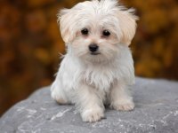Maltese Terrier Yavrularım Yeni Sahibini Bekliyor
