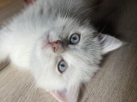 2 aylık British shorthair kedimize yuva arıyoruz