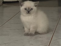 2 aylık anne baba şecereli british blue point