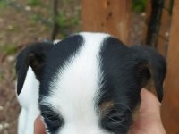 2 aylık Jack Russell safkan