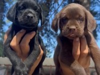 Çikolata, siyah ve şampanya labrador köpekler