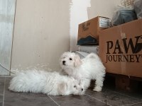3 Aylık Maltese Pamuklar