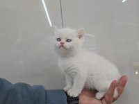 Golden point British shorthair erkek