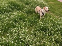 Labrador köpeğimiz
