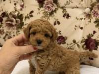 MİNİ BOY MALTİPOO KIZIMIZ