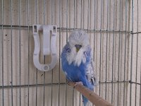 Show jumbo muhabbet kuşları