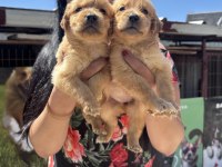 Baby face golden retriever yavrularım