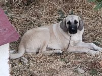 5 aylık kalite kangal yavru