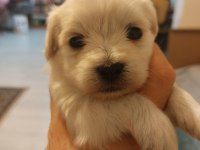 Sağlıklı Oyuncu Erkek Morkie Yavruları