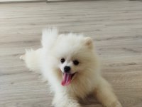 Küçük sevimli pomeranian boo