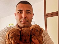 Sağlık Garantili Toy Poodle Yavrular