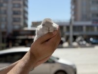 CÜCE BİBLO YAVRULAR İÇİN ARAYINIZ