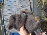 Orjinal cüce yavru tavşan