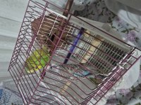 3 büyük kafes 8 muhabbet kuşu