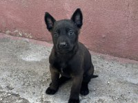 Yurtdışı Kan Hattı Belçika Malinois Yavrular