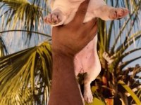 Fransız bulldog Yavrularım