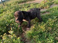 18 Nisan doğumlu french bulldog
