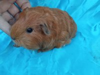 Sheltie Ginepig Yavrularımızı Görmeden Karar Vermeyin