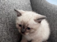 British shorthair ufaklık yeni ev arıyor