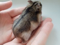 Hamster-Gonzales Yavrularımız Heryere Gönderim