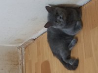 Ücretsiz sahiplendirme kedimiz