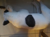 1 yaşında safran ırk gül kuyruk french bulldog