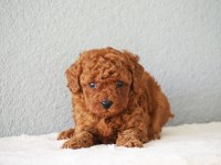 Toy poodle yavrularımız