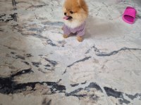 Pomeranian yavrumuz yeni sahibini arıyor