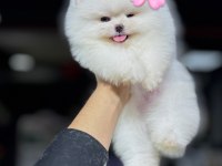 Türkiyenin en iyi üretim çiftliğinden pomeranian
