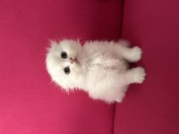 2 adet beyaz scottish fold 40 günlük