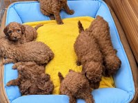 Redbrown Toypoodle Bebekler