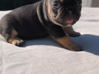 ISABELLA ve FLUFFY TAŞIYICI FRENCH BULLDOG BEBEKLER