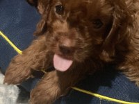 2 aylık dişi ve erkek poodle yavrularımız