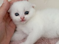 Beyaz Scottish Fold