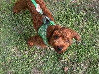 Uygun fiyat toy poodle kızıl