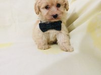 Maltipoo canlarım ev üretimi