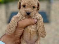 Teacup boy Maltipoo yavrular