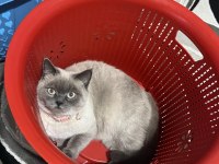 Blue point british shorthair